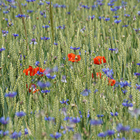 Ackerwildkräuter in Winterweizen