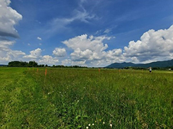 Gelegeschutz Braunkehlchen 2021 (kleines Bild)