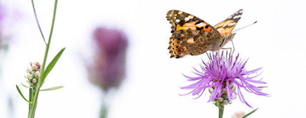 Distelfalter auf Flockenblume