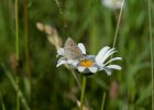 Margerite mit Ikarus-Bläuling