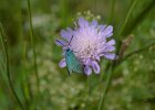 Acker-Witwenblume mit Grünwidderchen