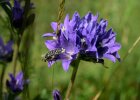 Knäuel-Glockenblume mit Trauer-Rosenkäfer