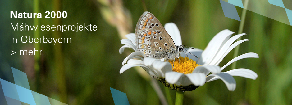 Schriftbild zu NATURA 2000 in Bayern, mit dem LInkziel zur Unterseite zum Mähwiesenprojekte 