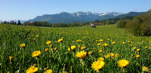 Blühende Wiese - © ROB Blühende Wiese